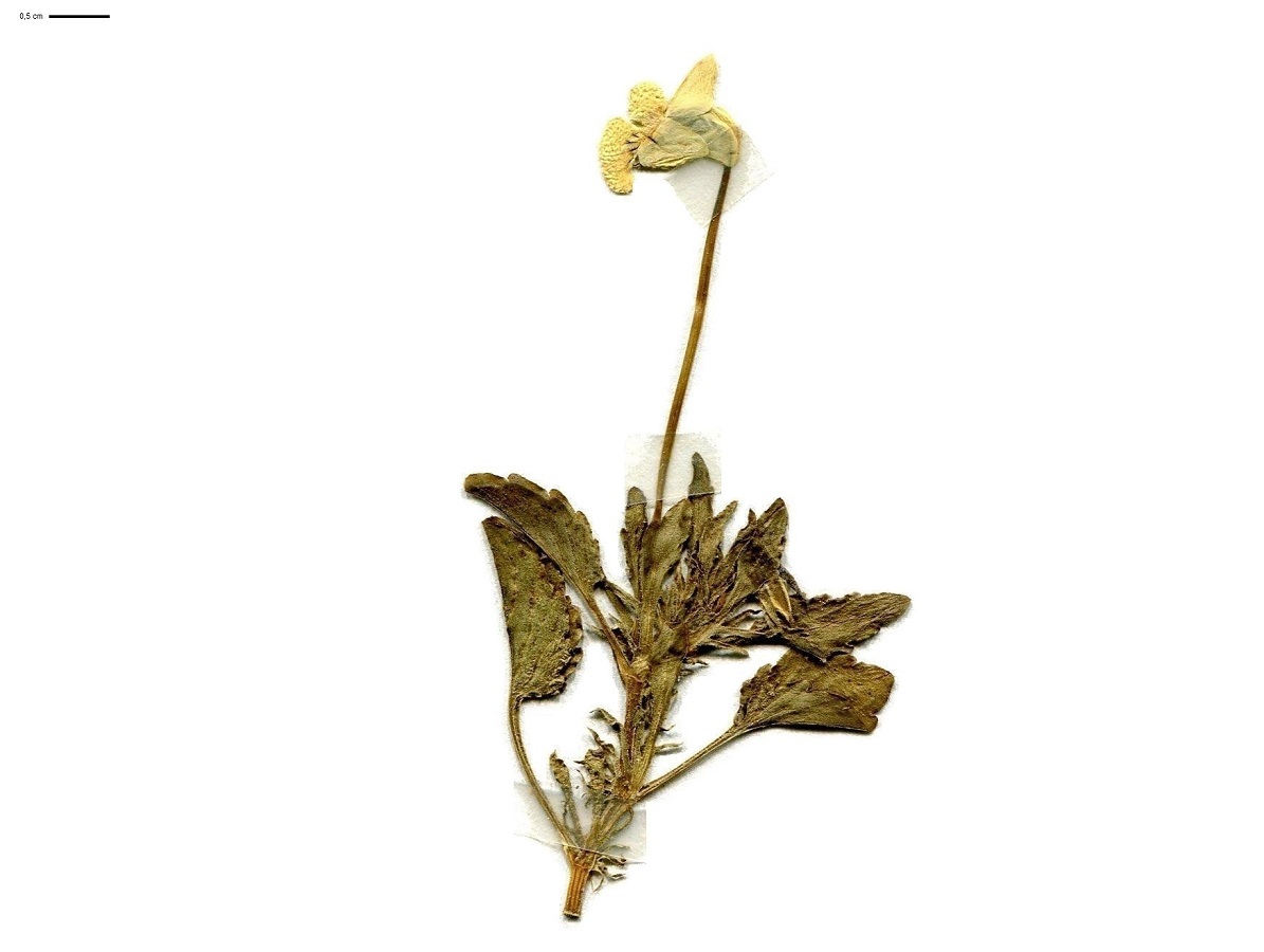 Viola arvensis var. arvensis (Violaceae)